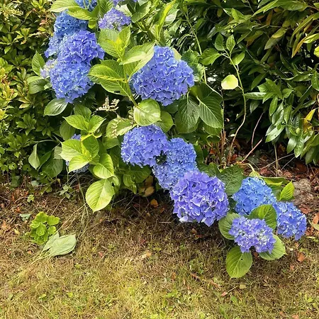 Schauinsland باد بيترستال غريسب