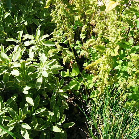 Schauinsland 3* باد بيترستال غريسب