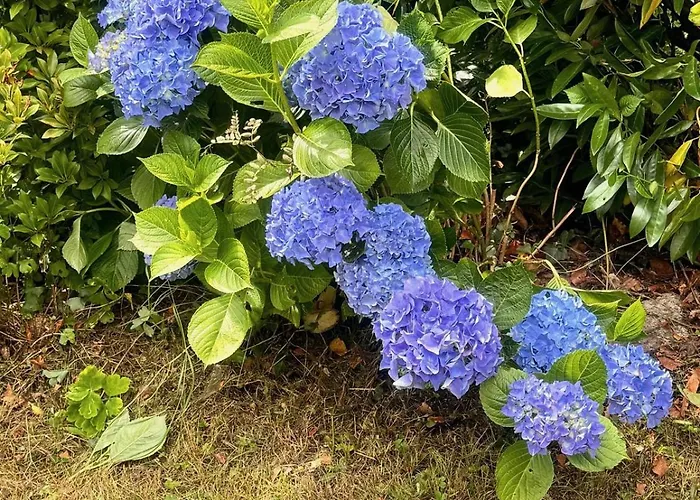 Schauinsland 巴特彼得斯塔尔-格里斯巴赫