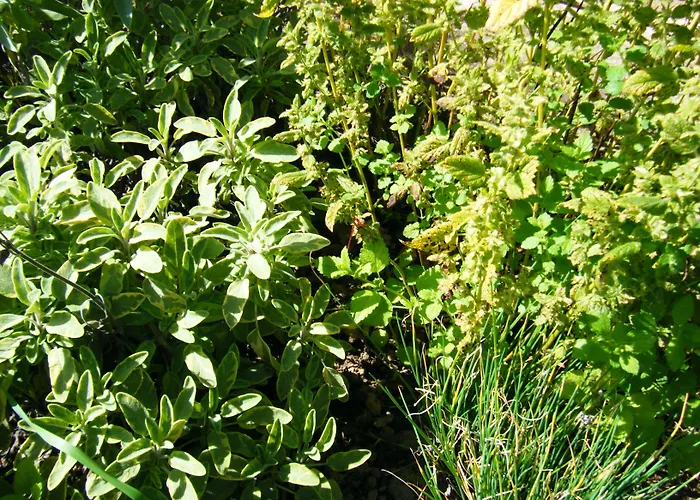 Schauinsland 3* 巴特彼得斯塔尔-格里斯巴赫